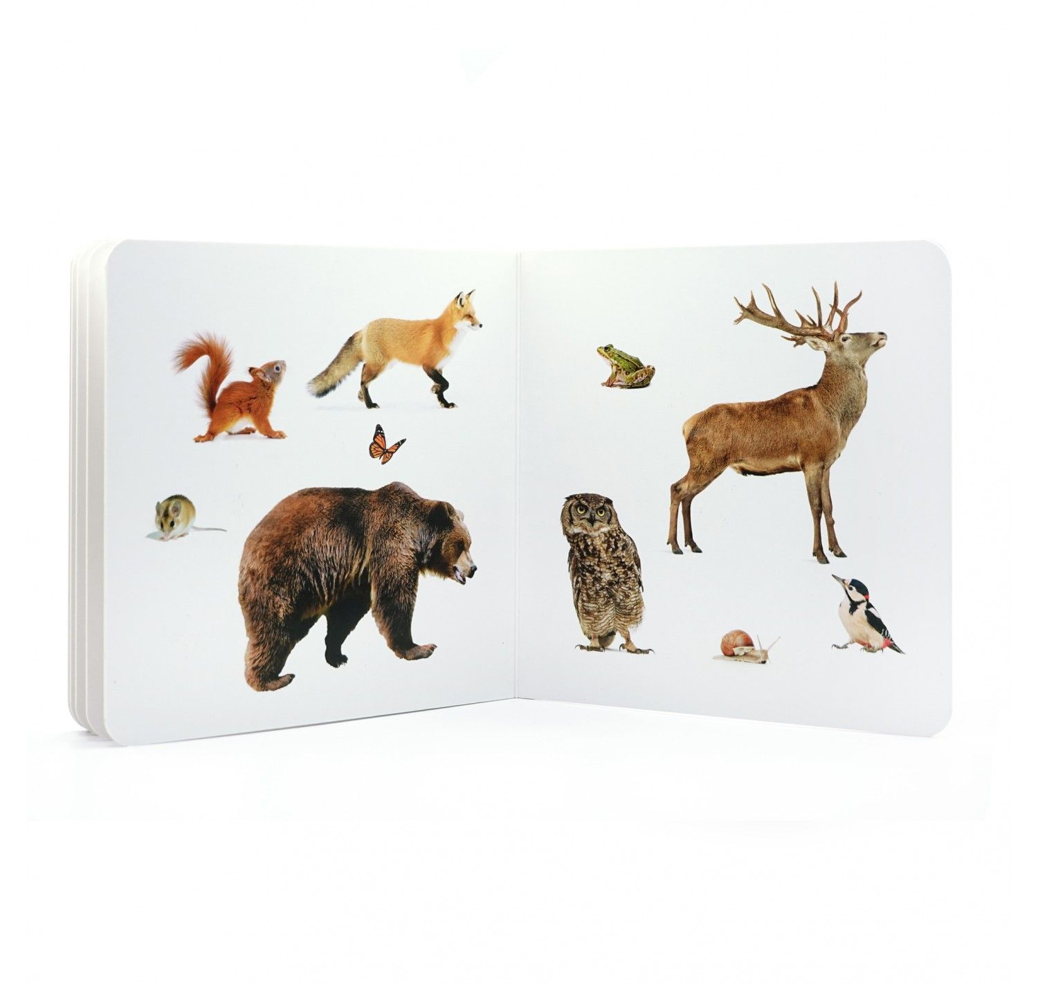 NWB - Animales del Bosque 2