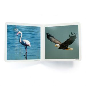 NWB - Aves