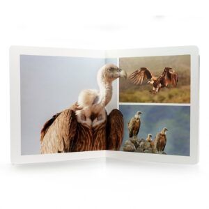NWB - Aves