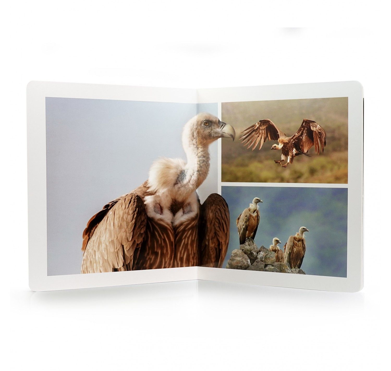 NWB - Aves