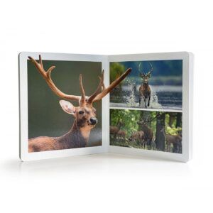 NWB - Animales del Bosque