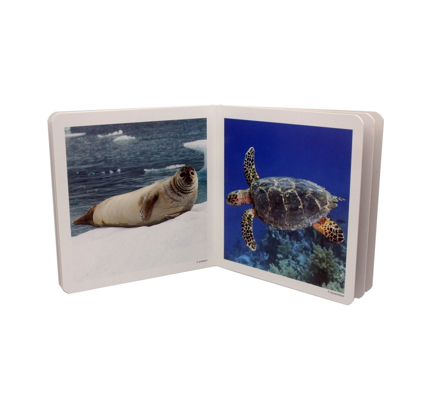 NWB - Animales Marinos