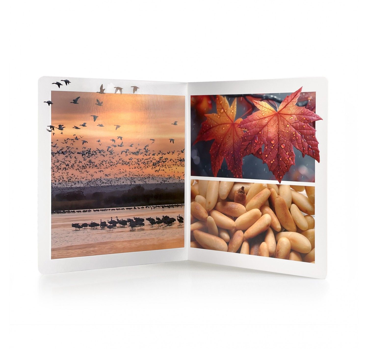 NWB - Otoño - Imagen 3
